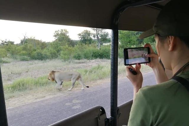 Male Lion on a private game drive up close